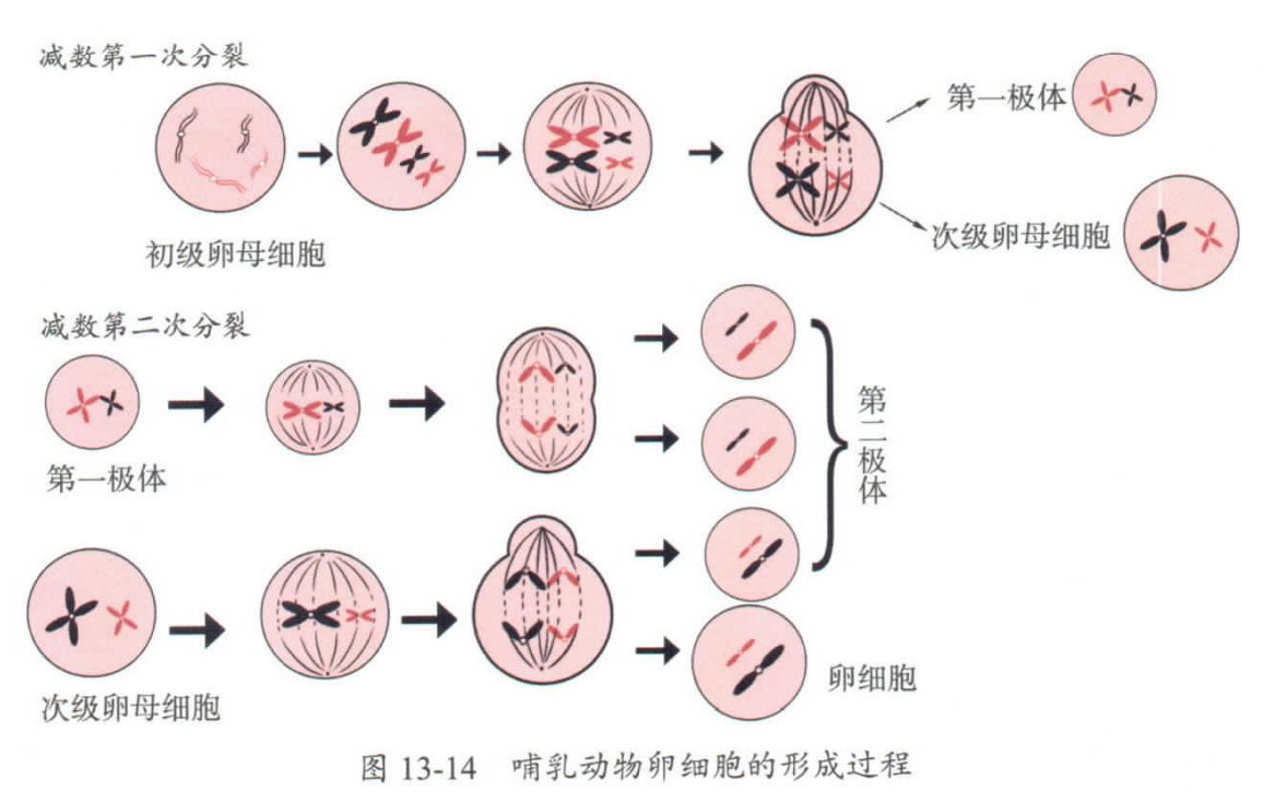egg meiosis process