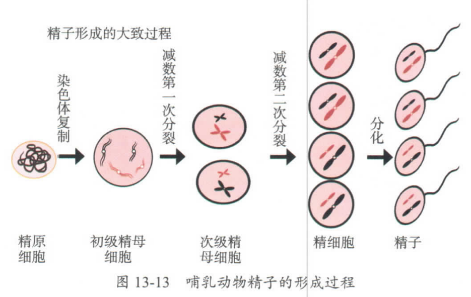 sperm meiosis process
