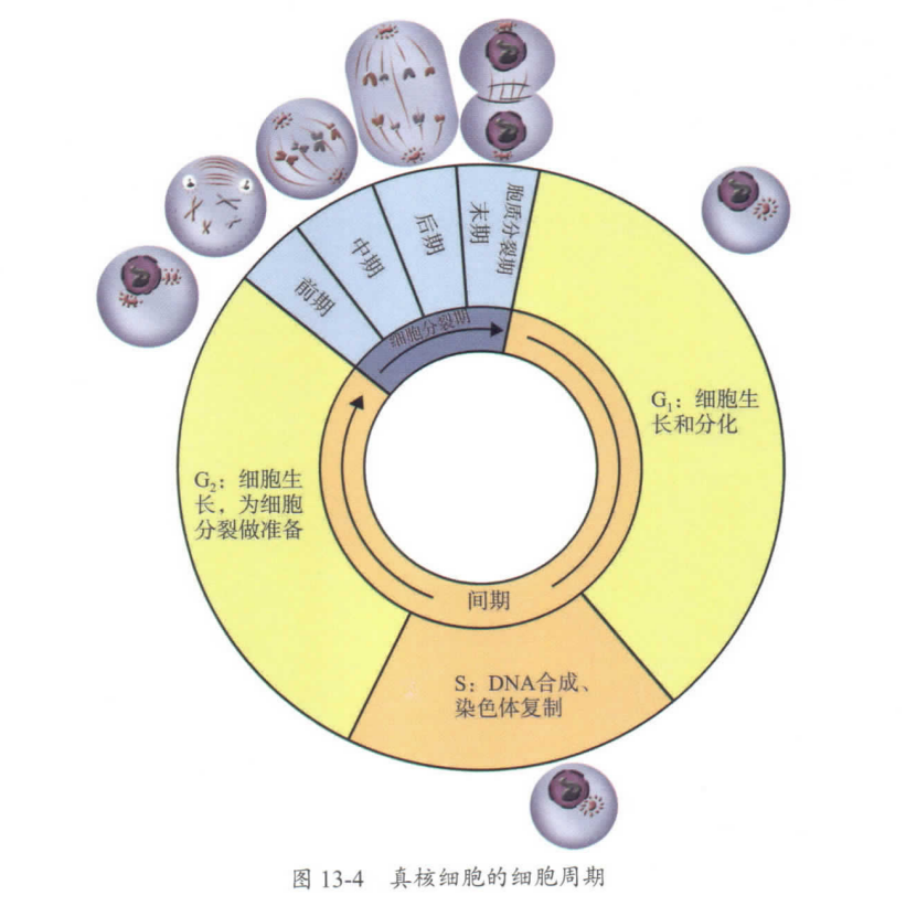 mitosis cycle