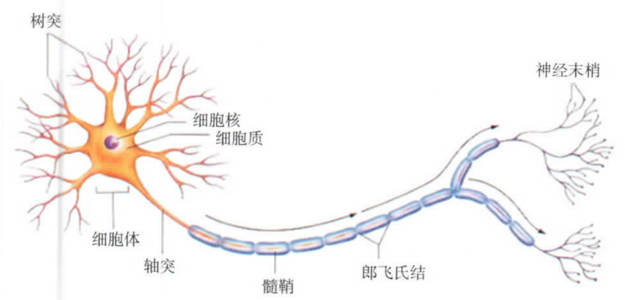 neuron, s1 pg 263